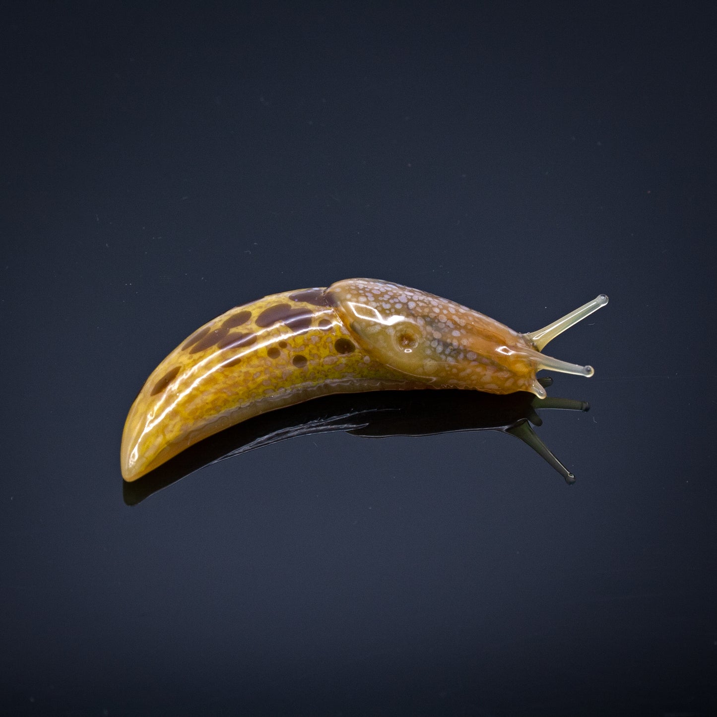 Banana Slugs