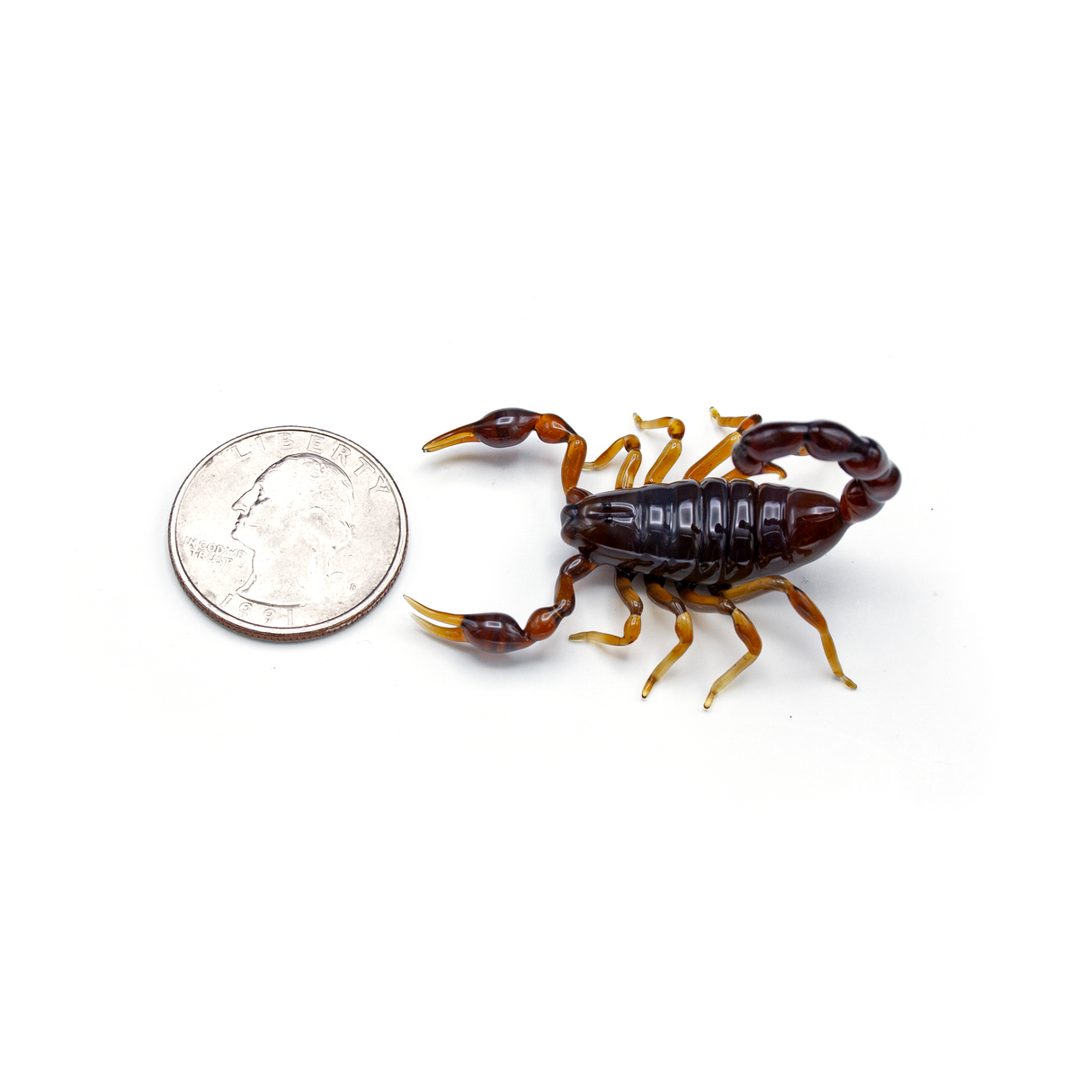 Brown Scorpion