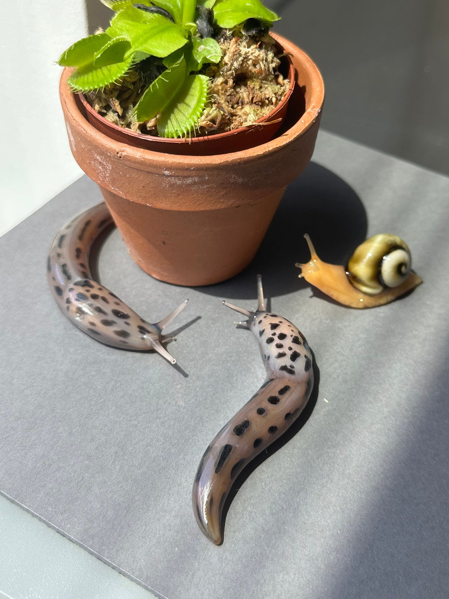 Leopard Slugs