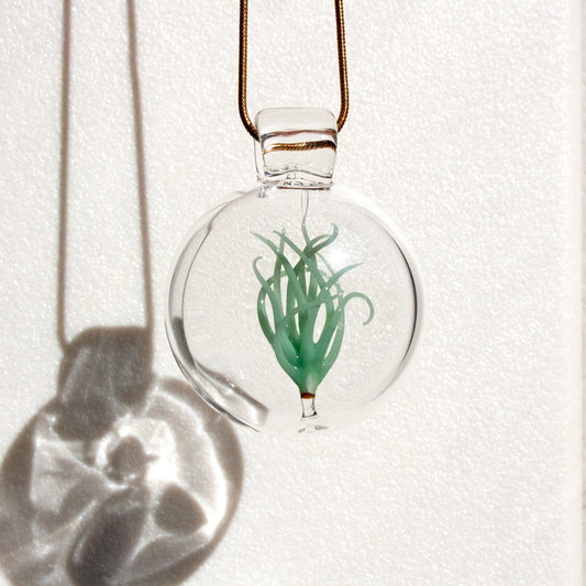 Air Plant Pendant