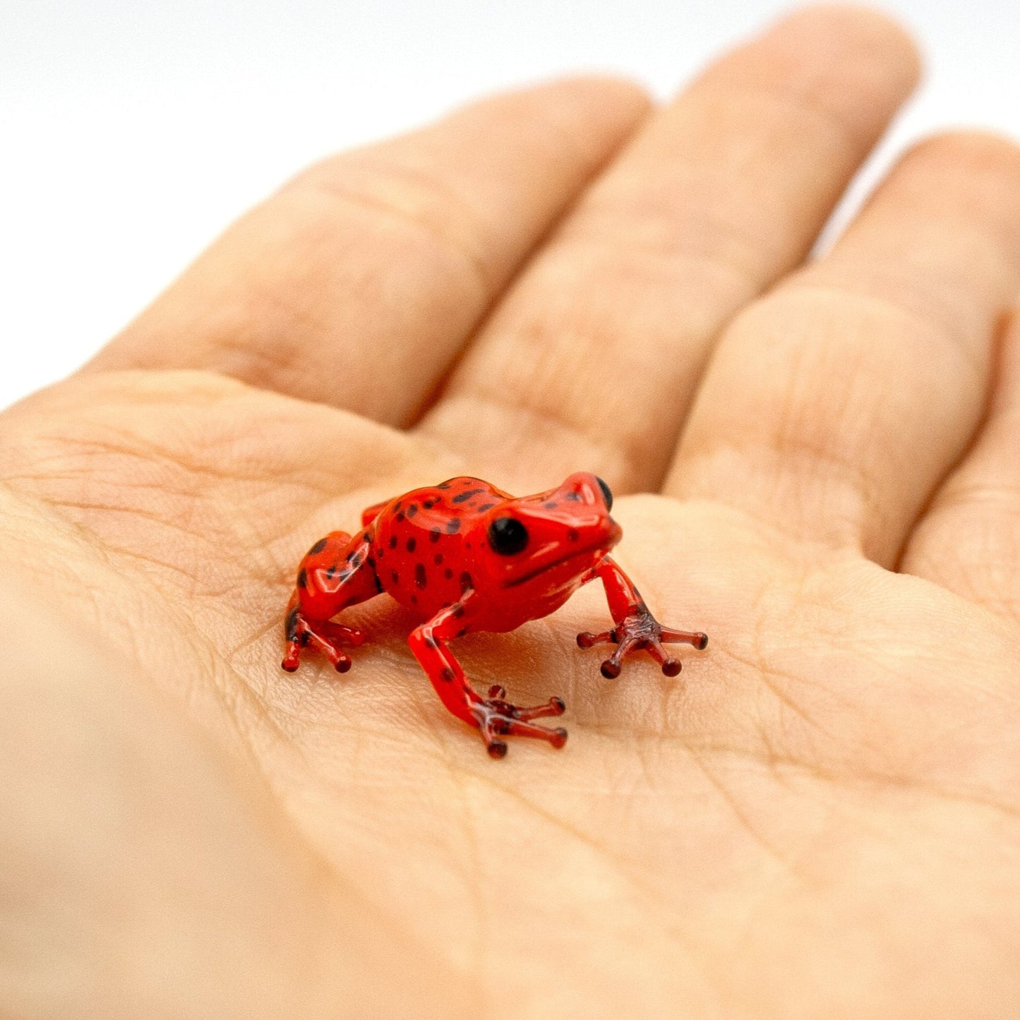 Red Poison Dart Frog
