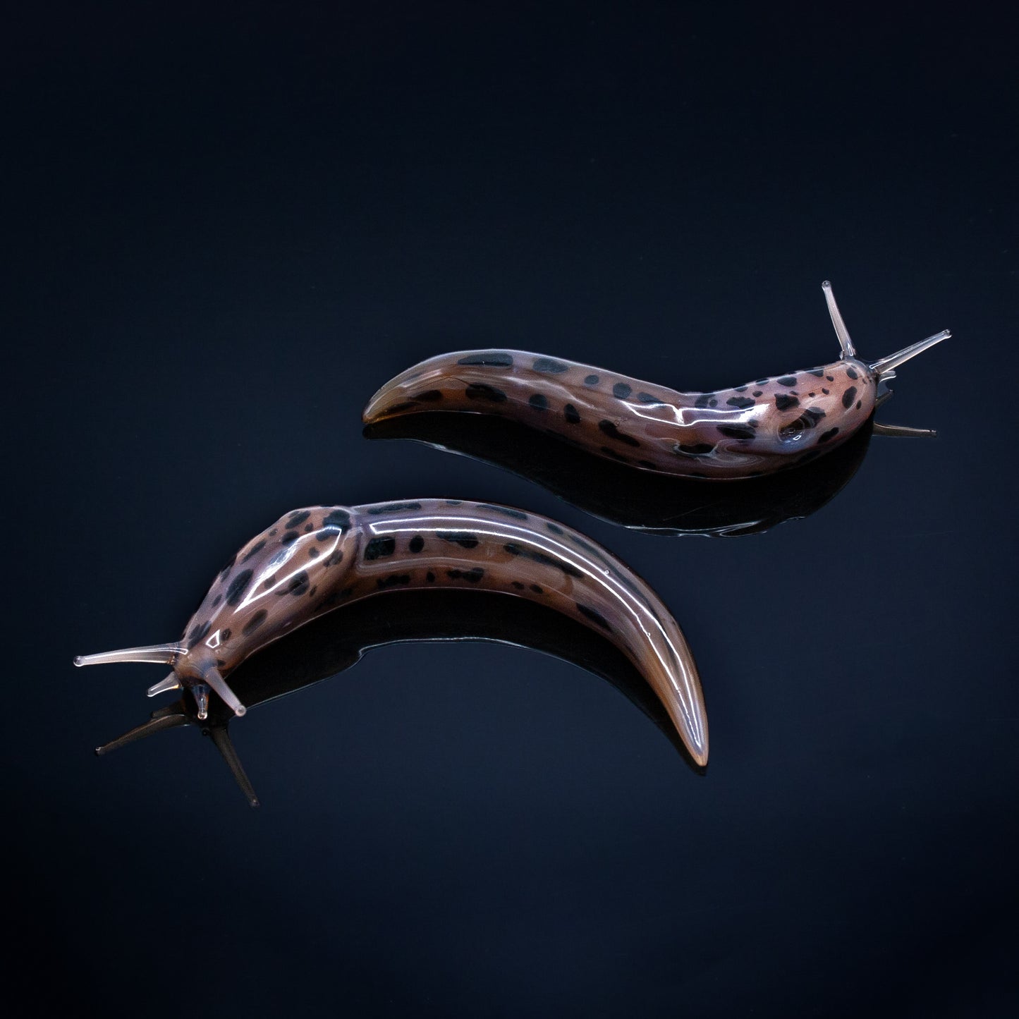 Leopard Slugs