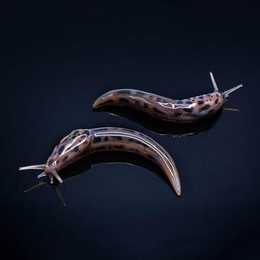 Leopard Slugs