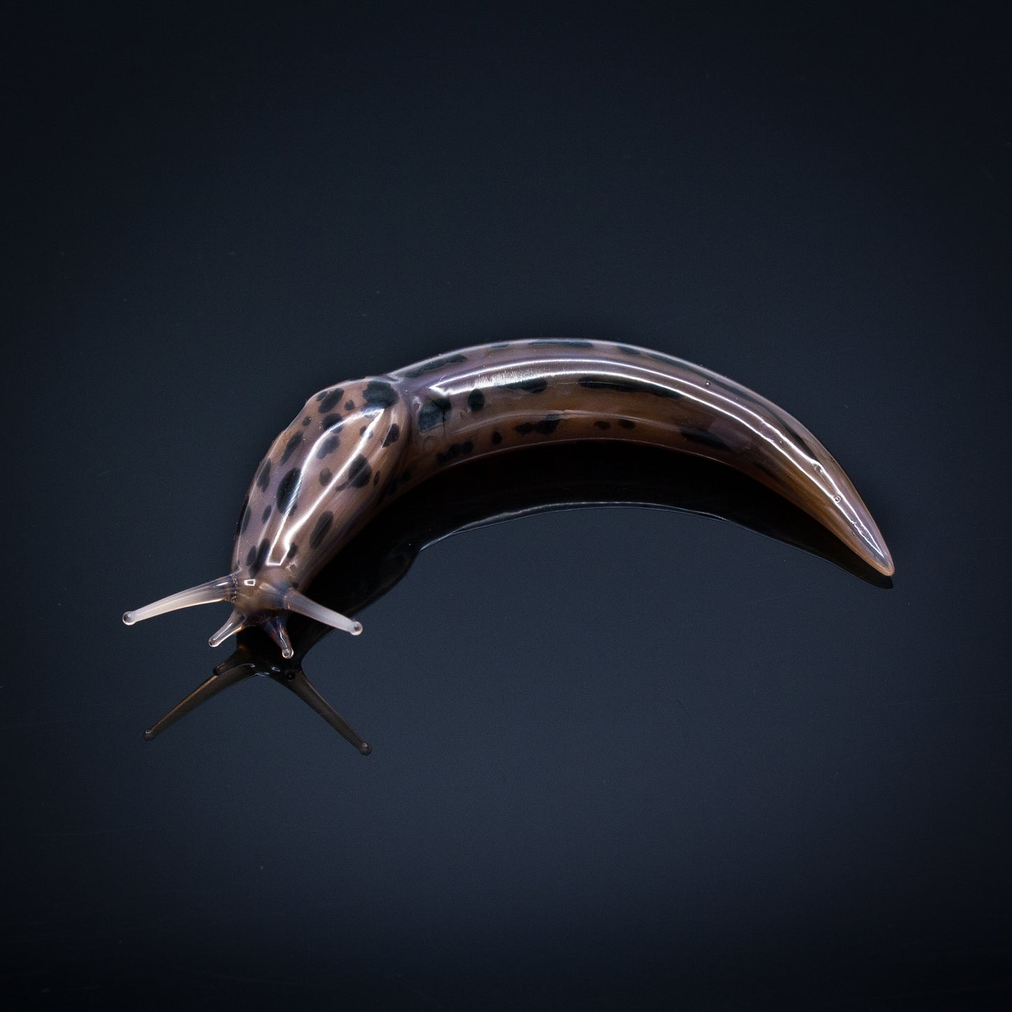 Leopard Slugs