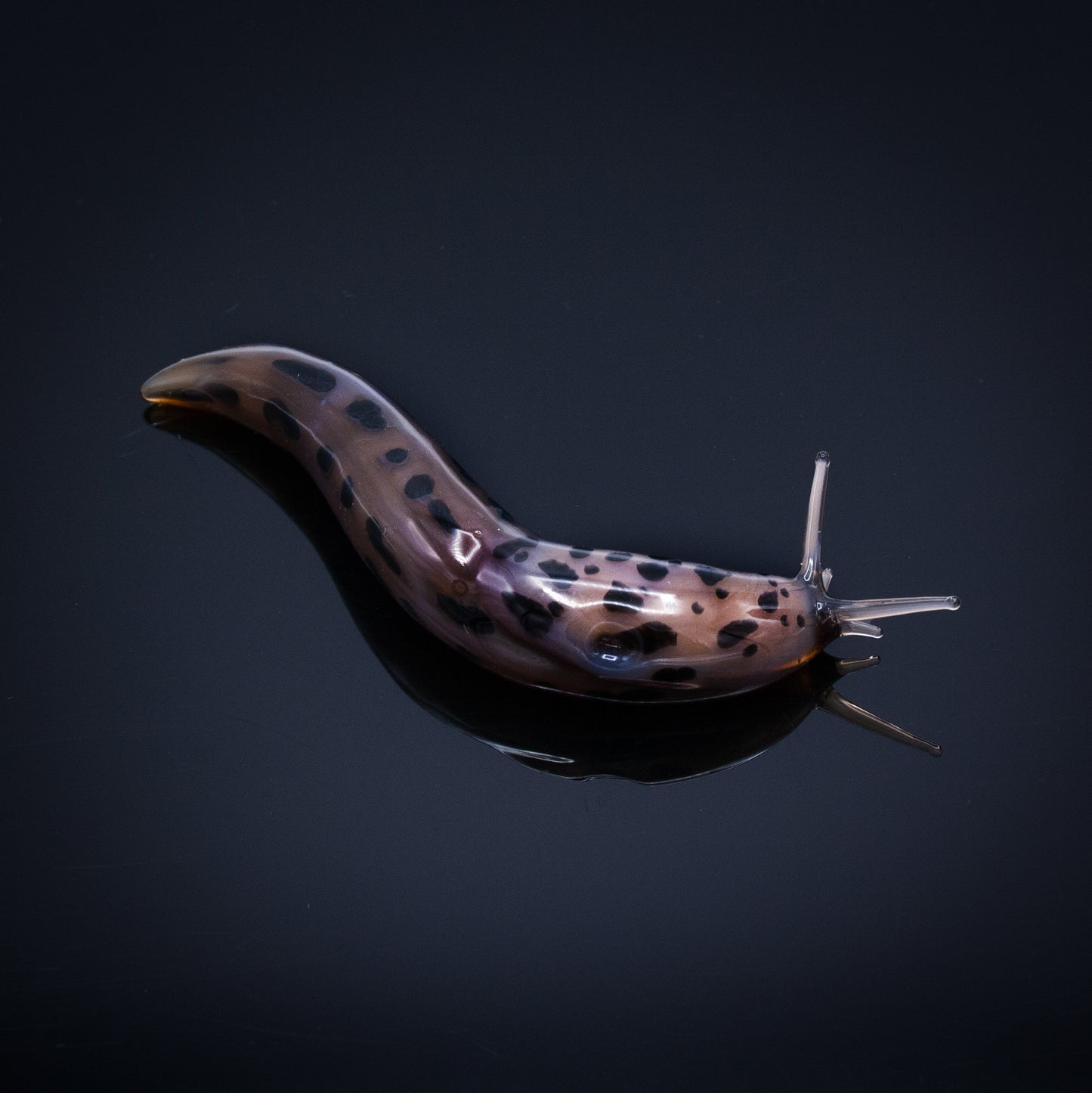 Leopard Slugs