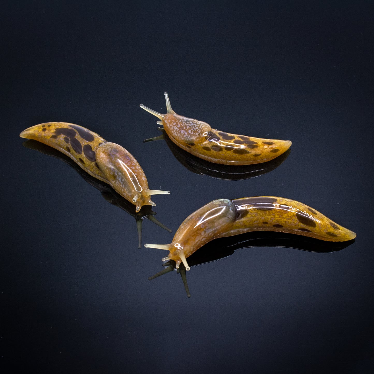 Banana Slugs