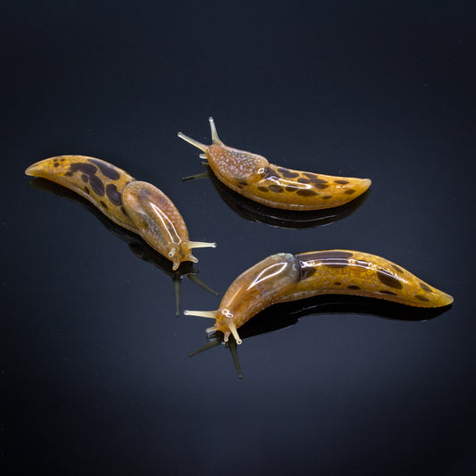 Banana Slugs