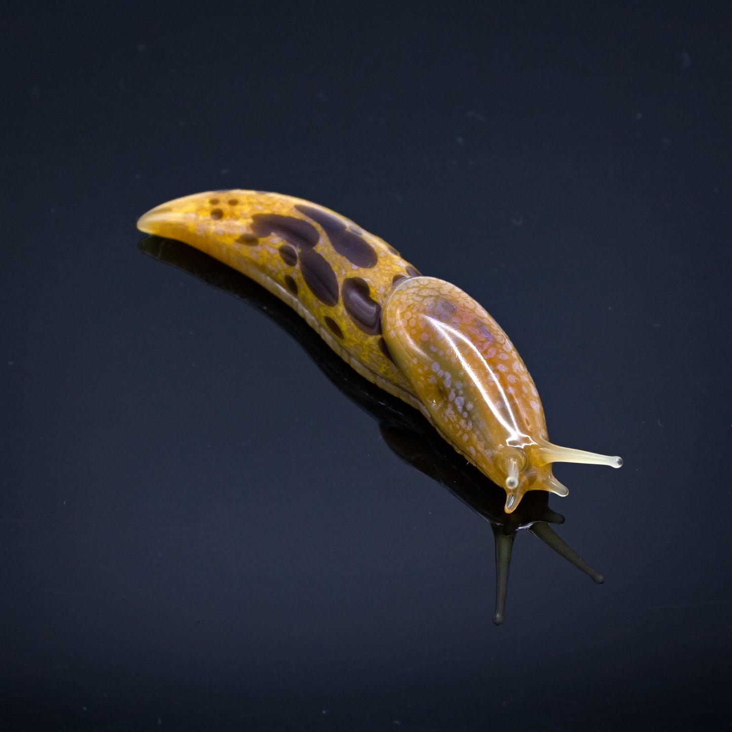 Banana Slugs