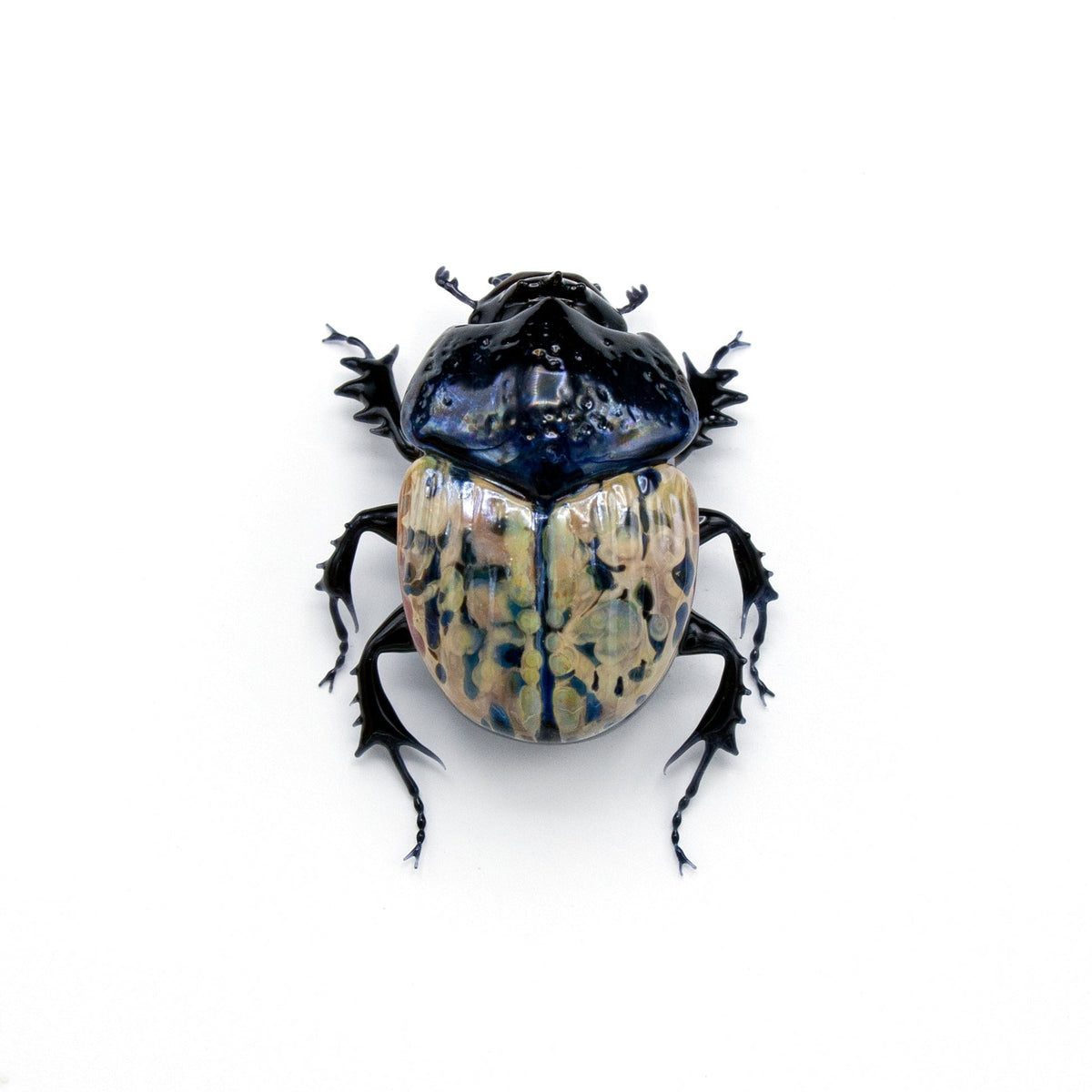 Speckled Dung Beetle