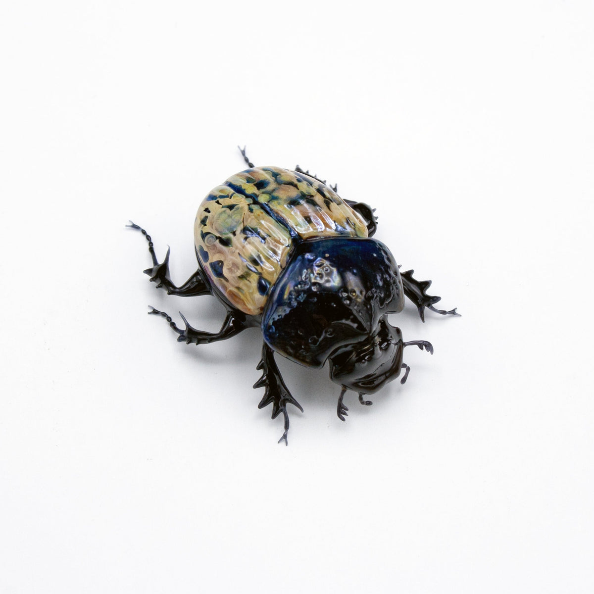 Speckled Dung Beetle