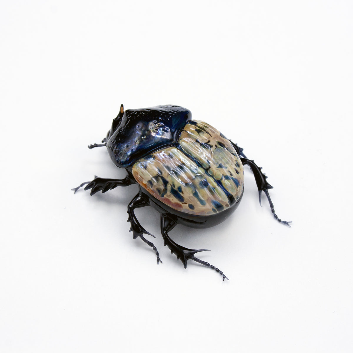 Speckled Dung Beetle