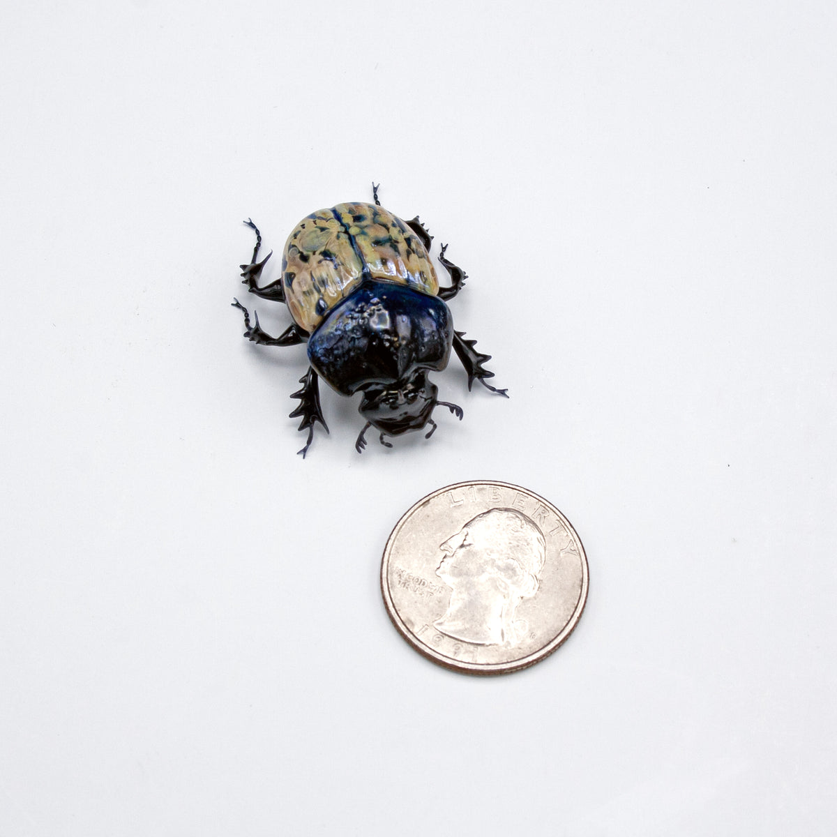 Speckled Dung Beetle