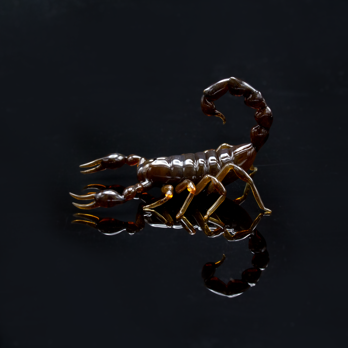 Brown Scorpion
