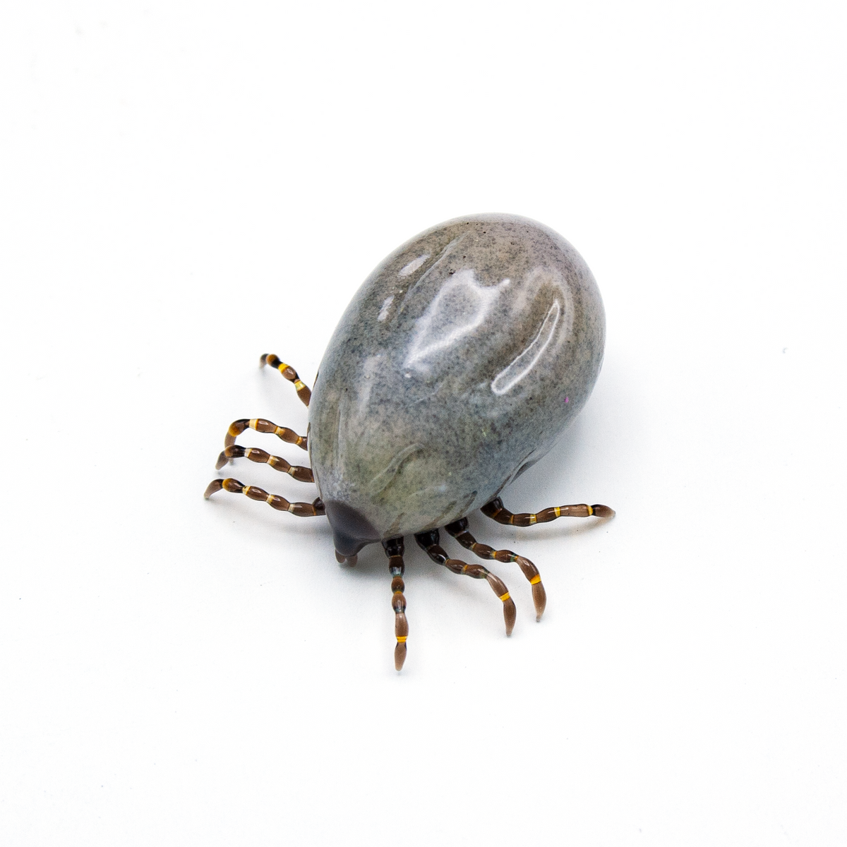 Very Hungry Tick